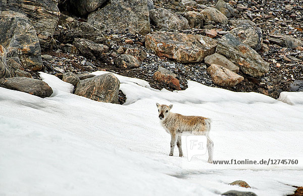 Spitzbergen-Ren, Rangifer tarandus platyrhynchus, Spitzbergen, Norwegen, Europa
