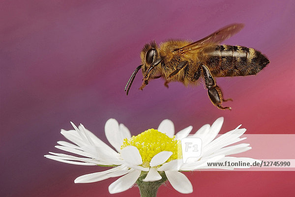 Honigbiene  Apis mellifera