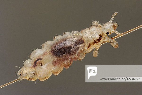 Kopflaus, Pediculus humanus capitis