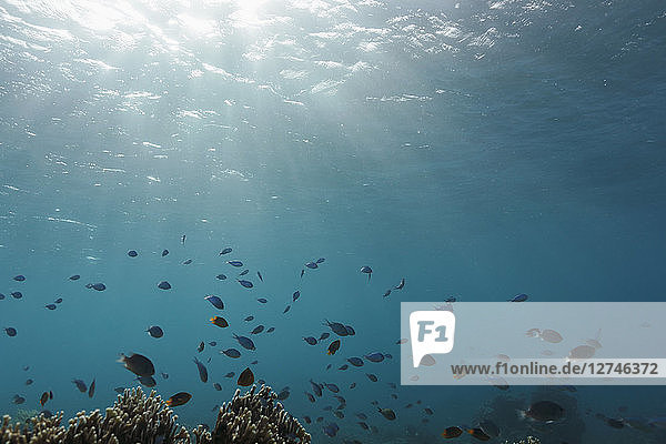 Die Sonne scheint über tropischen Fischen  die unter Wasser schwimmen  Vava'u  Tonga  Pazifischer Ozean