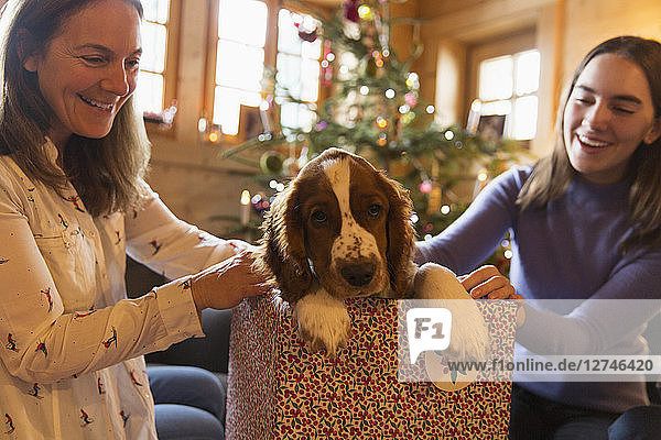 Mutter und Tochter spielen mit Hund in Weihnachtsgeschenkbox