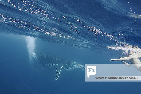 Mann schwimmt in der Nähe eines Buckelwals  Vava'u  Tonga  Pazifischer Ozean