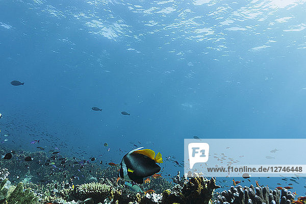 Tropische Fische schwimmen unter Wasser zwischen Riffen im idyllischen Ozean  Vava'u  Tonga  Pazifischer Ozean