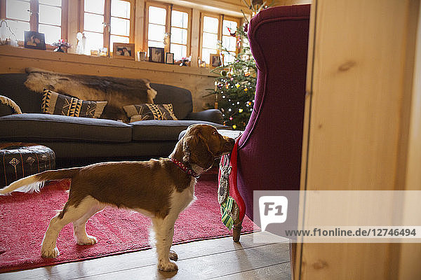Niedlicher Hund mit Strumpf im Weihnachtswohnzimmer