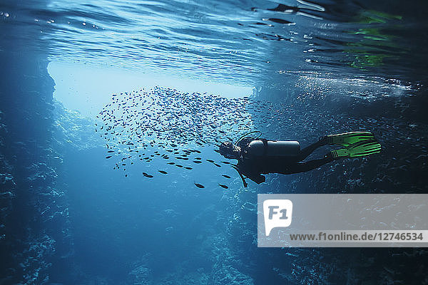 Woman scuba diving underwater among school of fish  Vava'u  Tonga  Pacific Ocean
