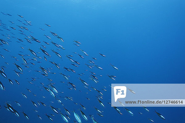 School of fish swimming underwater in blue ocean  Vava'u  Tonga  Pacific Ocean