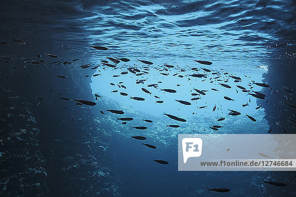 Fisch schwimmt unter Wasser im blauen Ozean  Vava'u  Tonga  Pazifischer Ozean