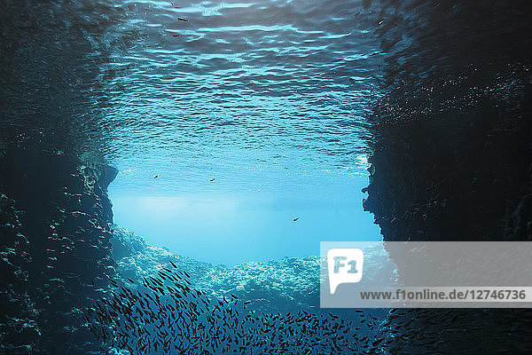 Unterwasser schwimmender Fischschwarm  Vava'u  Tonga  Pazifischer Ozean