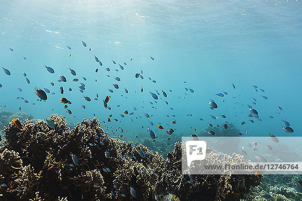 Tropische Fische schwimmen im Riff unter Wasser,  Vava'u,  Tonga,  Pazifischer Ozean