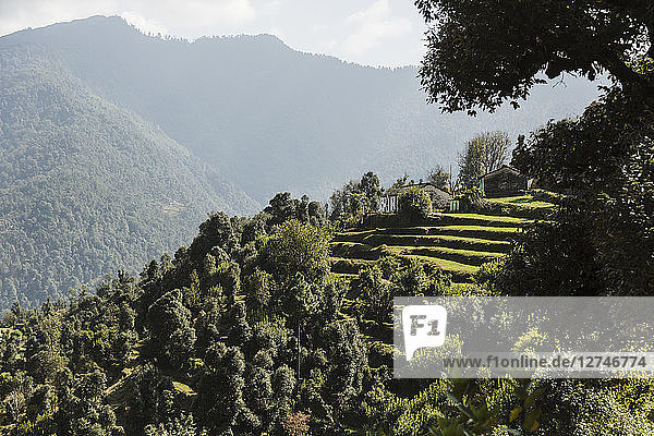 Sonnige Aussicht auf grüne Ausläufer  Supi Bageshwar  Uttarakhand  Vorgebirge des indischen Himalayas