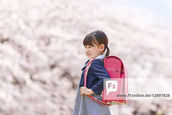 Japanese elementary schoolgirl and cherry blossoms