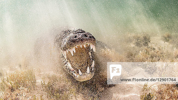 American saltwater crocodile with jaws open Chinchorro Banks Mexico