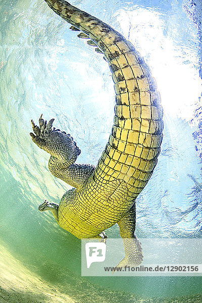 American saltwater crocodile underbelly. Chinchorro Banks Mexico