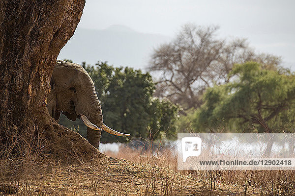Elephant (Loxodonta Africana)  Mana Pools  Zimbabwe