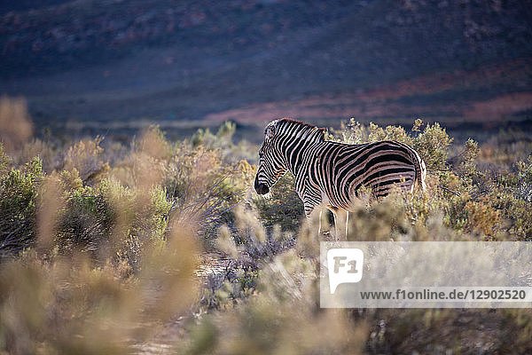 Zebra (Equus quagga)  Fluss Touws  Westkap  Südafrika