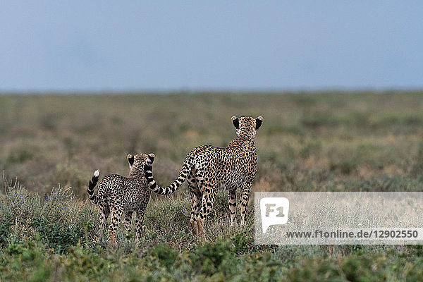 Ein Gepardenweibchen (Acinonyx jubatus) und sein Jungtier bei der Vermessung der Savanne  Ndutu  Ngorongoro-Schutzgebiet  Serengeti  Tansania