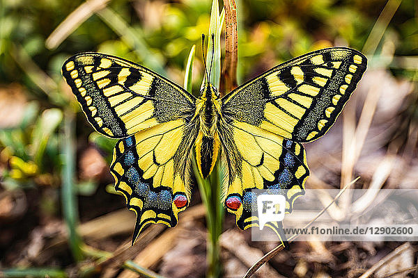 Lebhaft gefärbter Schmetterling  der sich am Blatt festhält