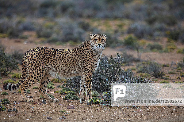 Cheetah (Acinonyx jubatus) Sutherland Northern Cape South Africa
