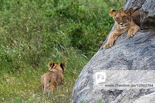 Zwei Löwenbabys (Panthera leo)  eines auf einer Kopje und eines im Gras laufend  Seronera  Serengeti-Nationalpark  Tansania