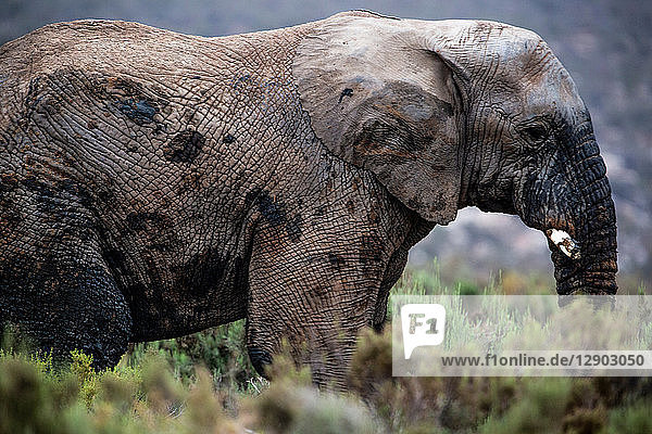 African elephant (Loxodonta) Touws River Western Cape South Africa