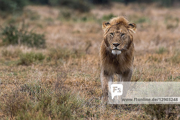 Wanderlöwe (Panthera leo)  Ndutu  Ngorongoro-Schutzgebiet  Serengeti  Tansania