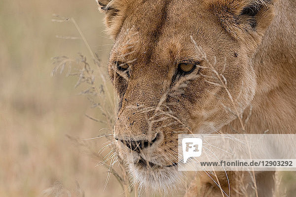 Nahaufnahme-Porträt einer Löwin (Panthera leo) beim Wandern  Seronera  Serengeti-Nationalpark  Tansania