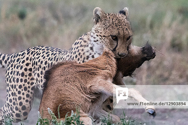 Gepard (Acinonyx jubatus) beim Töten eines Streifengnu-Kalbs (Connochaetes taurinus) Ndutu Ngorongoro-Schutzgebiet Serengeti Tansania