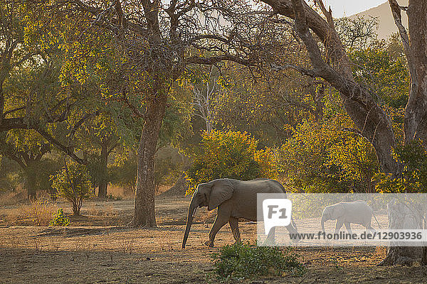 Elephant and calf (Loxodonta Africana)  Mana Pools  Zimbabwe