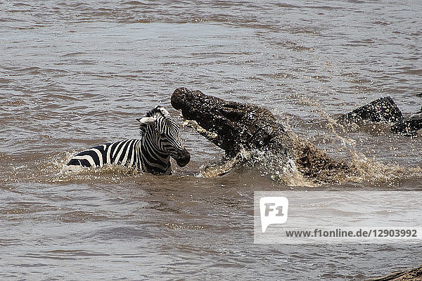 Nilkrokodil greift Baby-Zebra an  das den Mara-Fluss überquert