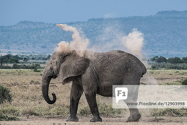 Elefant wirft Dreck auf den Rücken als Sonnenschutz  Masai Mara  Kenia