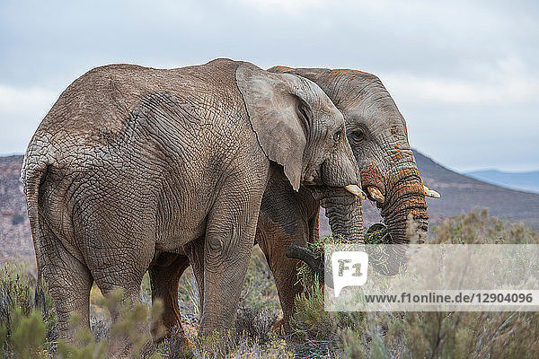 Pair of African elephants (Loxodonta) Touws River Western Cape South Africa