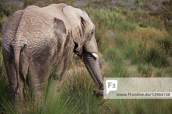 Afrikanischer Elefant (Loxodonta) auf der Weide  Touws River  Westkap  Südafrika