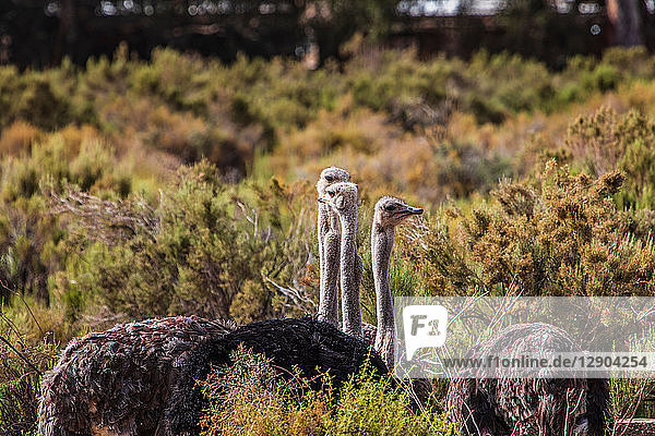 Pride of Ostrich (Struthio camelus) Touws River Western Cape South Africa
