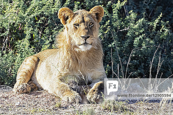Botswana  Kgalagadi Transfrontier Park  portrait of young lion