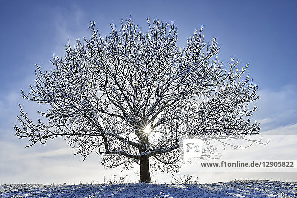 Germany  frost-covered tree in winter