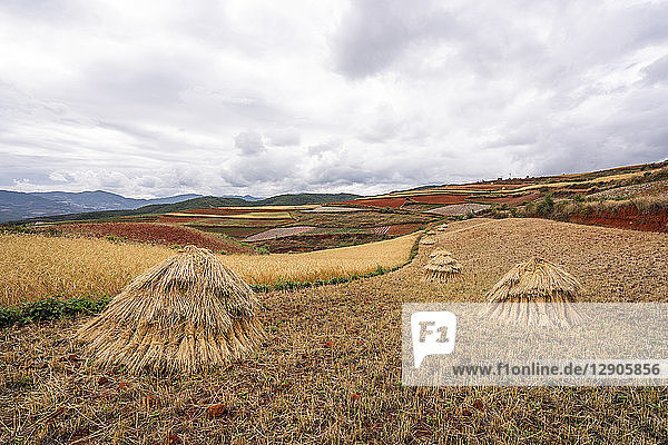 China Yunnan province Dongchuan Red Land field during harvest