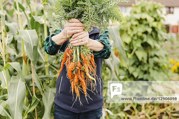 Unrecognizable senior woman holding bunch of harvested carrots