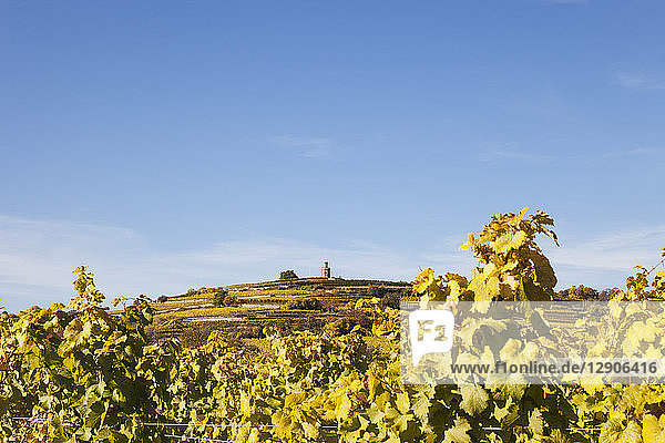 Germany Rhineland-Palatinate  Pfalz  German Wine Route  Flaggenturm on Fuchsmantel hill and vineyards in autumn colours