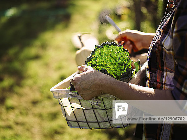 Woman carrying basket of harvested vegetables  partial view