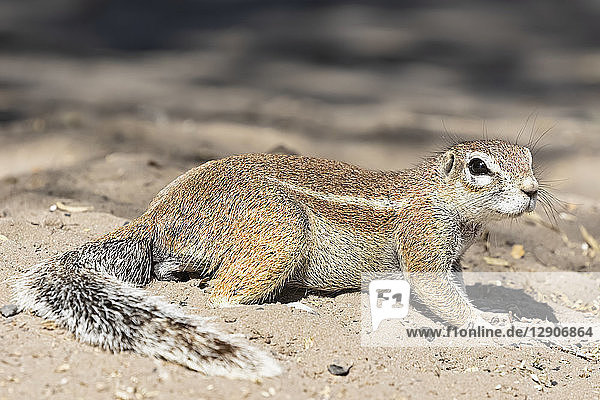 Botswana  Kalahari  Central Kalahari Game Reserve  Unstriped ground squirrel  Xerus rutilus
