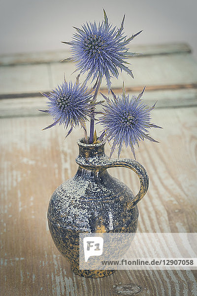 Blue Thistle in a vase