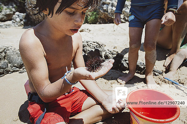 Boy sitting on beach looking at sea urchin