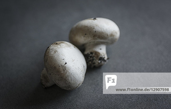 Two white champignons on grey ground