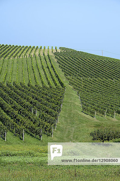 Austria  South-Styria  Area Eckberg Sernau  vineyard