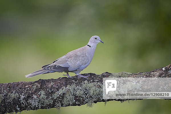 Eurasian collared dove on tree trunk