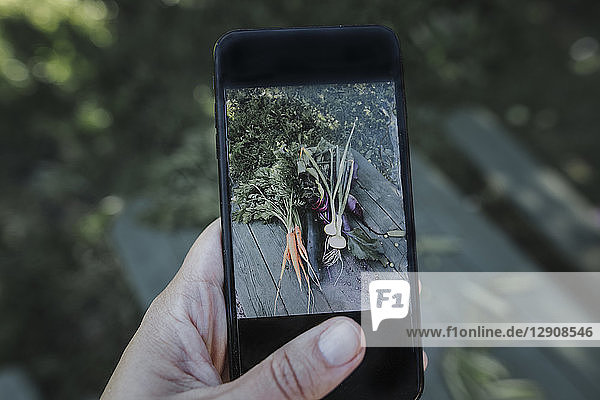 Hand taking smartphone picture of vegetables lying on garden table