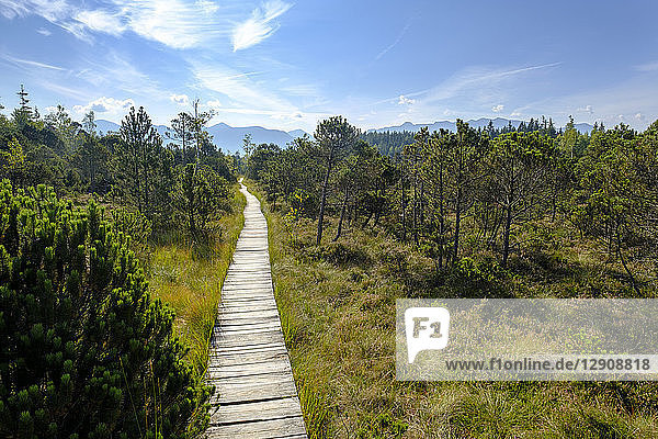 Germany  Bavaria  Murnauer Moos  Wooden plank path