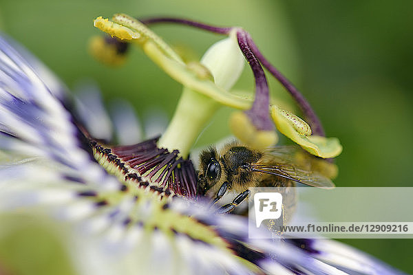 Honey bee on passion flower