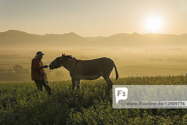 Italy  Tuscany  Borgo San Lorenzo  senior man feeding donkey in field at sunrise above rural landscape