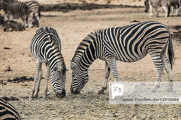 South Africa  Aquila Private Game Reserve  Zebras eating  Equus quagga